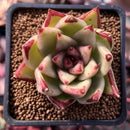 Echeveria Agavoides sp. 2" Succulent Plant