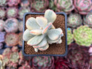 Cotyledon Orbiculata cv. 'Fuku Musume' Variegated 3" Succulent Plant