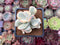 Cotyledon Orbiculata cv. 'Fuku Musume' Variegated 3" Succulent Plant