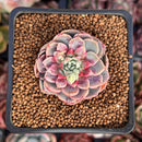 Echeveria Hybrid sp. 1"-2" Succulent Plant