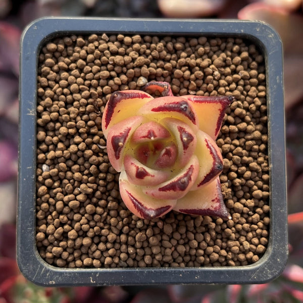 Echeveria Agavoides 'Maria' 1/2" Small Seedling Succulent Plant