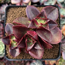 Echeveria 'Salsa Verde' 3" Cluster Succulent Plant