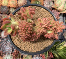 Sedum 'Cuspidatum' Crested 5" Succulent Plant