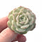 Echeveria ‘Pure Love’ Small Seedling 1”-2” Rare Succulent Plant