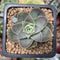 Greenovia 'El Hiero' 1" Succulent Plant