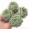 Echeveria Jeong-Wol Cluster 5" Rare Succulent Plant