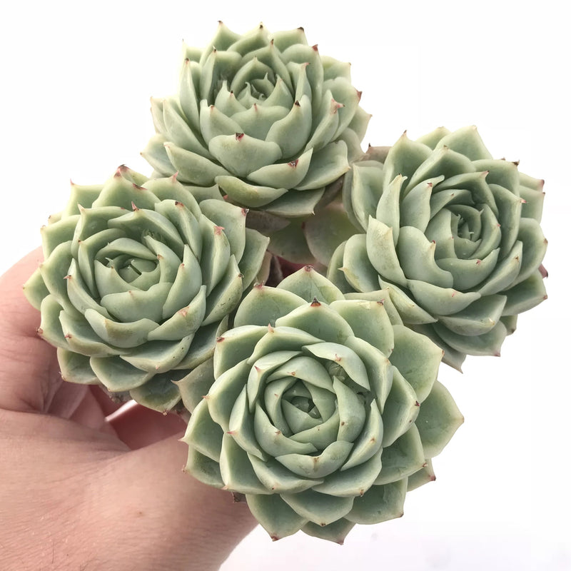 green abalone succulent Echeveria Jeong-Wol Cluster 5" Rare Succulent Plant – True Succulents Plant Co