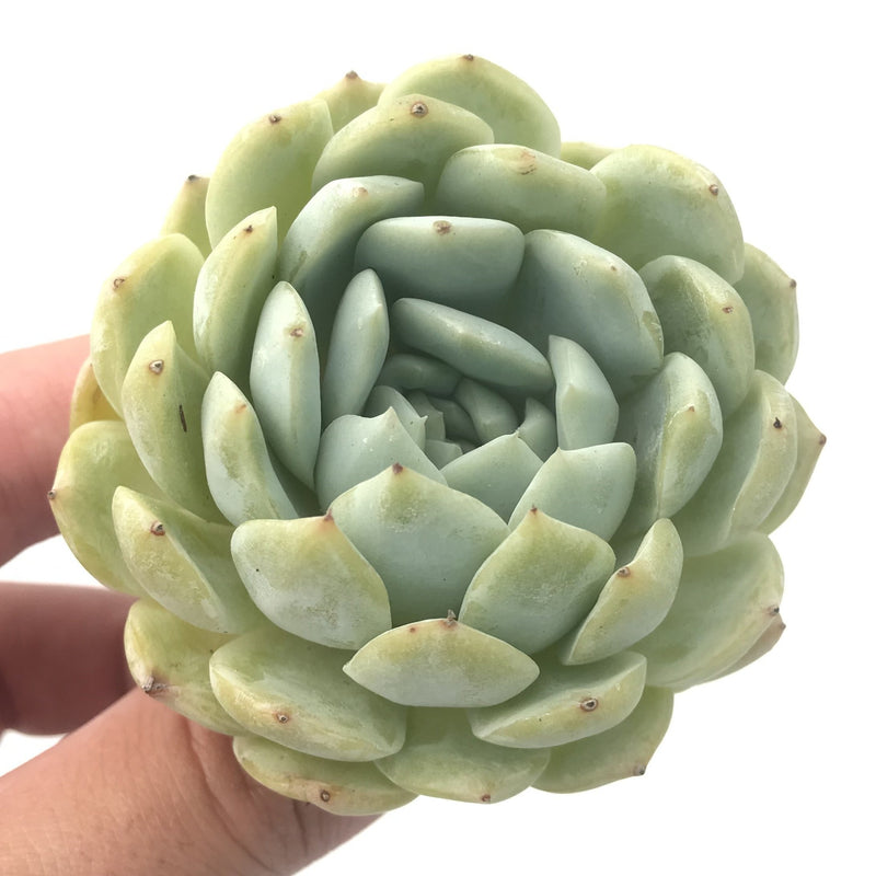 elaine succulent Echeveria 'Elaine' Hybrid 2"-3" Rare Succulent Plant