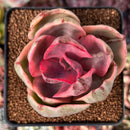 Echeveria 'Golden State' Variegated 2" Cutting Succulent Plant
