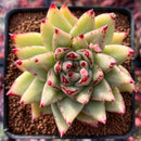 Echeveria Agavoides 'Maria' 3" Succulent Plant