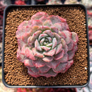 Echeveria 'Lovely' 2"-3" Succulent Plant