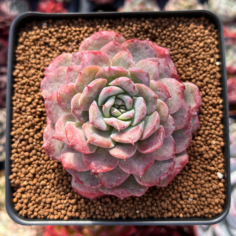 lovely succulents Echeveria 'Lovely' 2"-3" Succulent Plant – True Succulents Plant Co