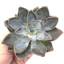 Echeveria 'Banbino' Extra Large 5" Rare Succulent Plant