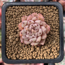 Echeveria 'Zaragoza' 1" Succulent Plant
