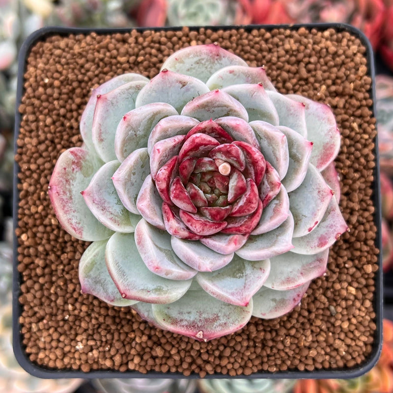 succulent red Echeveria 'Red Velvet' 3" Succulent Plant – True Succulents Plant Co