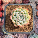 Echeveria 'Narcissism' 2" Succulent Plant