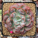 Echeveria 'Hearts Delight' 3"-4" Succulent Plant