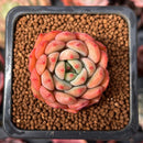 Echeveria 'Scarletta' 1" Succulent Plant