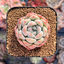 Echeveria 'Phantom of Pink' 2" Succulent Plant