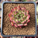 Echeveria Agavoides 'Sarabony' 1" Succulent Plant