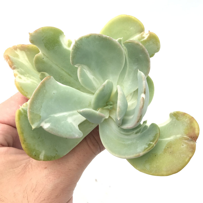 Echeveria 'Beserk' Variegated 4"-5" Rare Succulent Plant