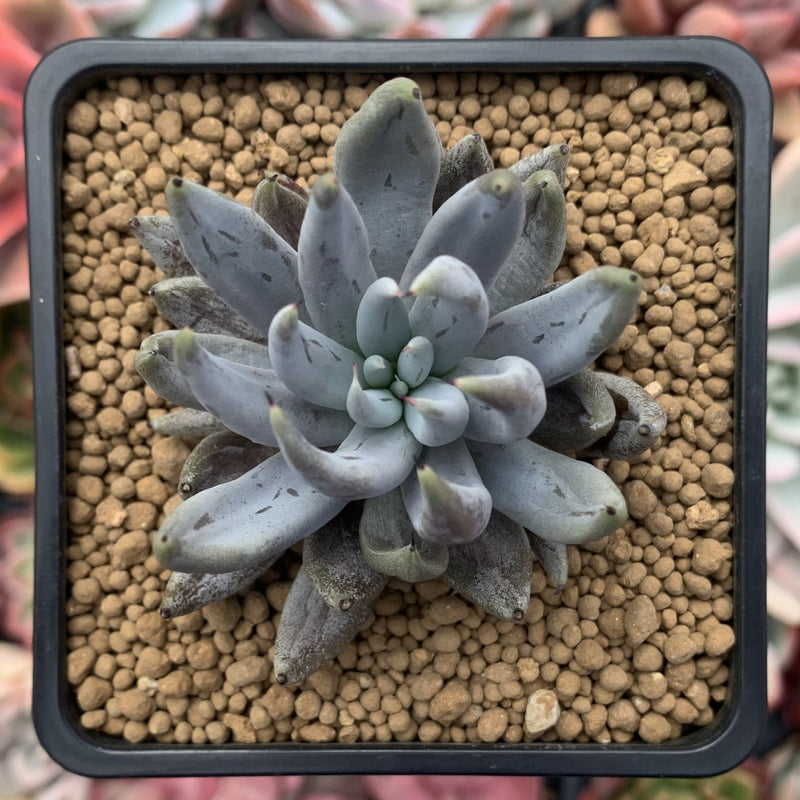 unguiculata succulent Echeveria 'Unguiculata' 2"-3" Succulent Plant – True Succulents Plant Co