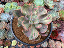 Echeveria 'Beyonce' Variegated 3"-4" Succulent Plant