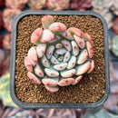 Echeveria 'Viyant' 2" Succulent Plant
