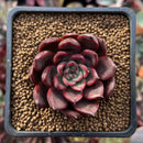 Echeveria Agavoides 'Red Bell' 2" Succulent Plant
