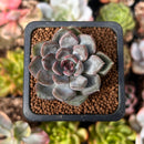 Echeveria 'Purple Stone' 1" Succulent Plant