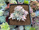 Echeveria 'Mebina' Variegated 3" Cluster Succulent Plant