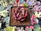 Echeveria 'Charlotte' 2" Succulent Plant