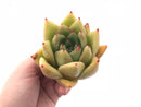 Echeveria Agavoides Maria Wide Leaf 4” Rare Succulent Plant