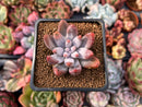 Echeveria 'Tolimanensis' 2" Succulent Plant