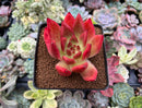 Echeveria Agavoides 'Ebony' Hybrid 3" Succulent Plant