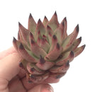 Echeveria Agavoides ‘Sirius’ 3" Rare Succulent Plant