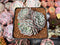 Echeveria 'Minima' 2"-3" Cluster Succulent Plant