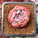 Echeveria 'Starmark' 1" Succulent Plant