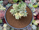 Echeveria 'Minibelle' Variegated Cluster 4"-5" Succulent Plant