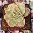 Echeveria Agavoides 'Raja' Variegated' 3" Succulent Plant