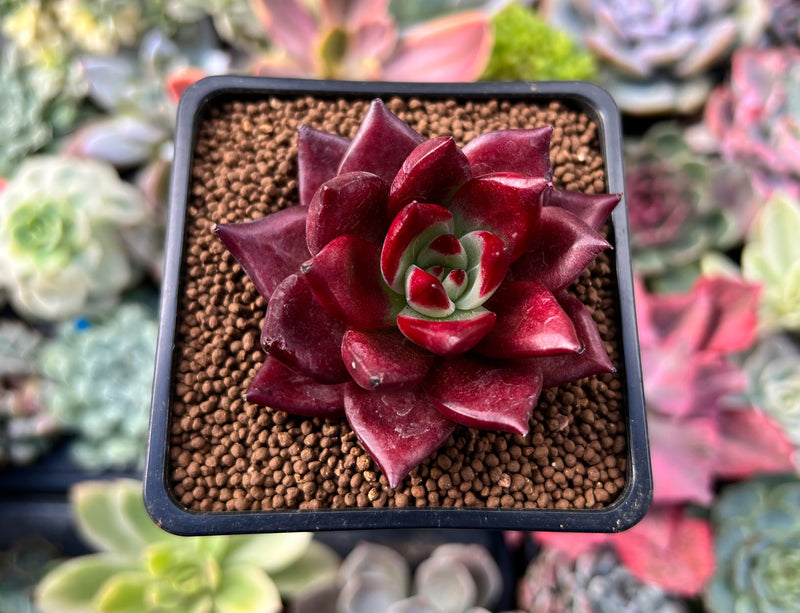 spider plant succulent Echeveria Agavoides 'Spider' 2" New Hybrid Succulent Plant – True Succulents  Plant Co
