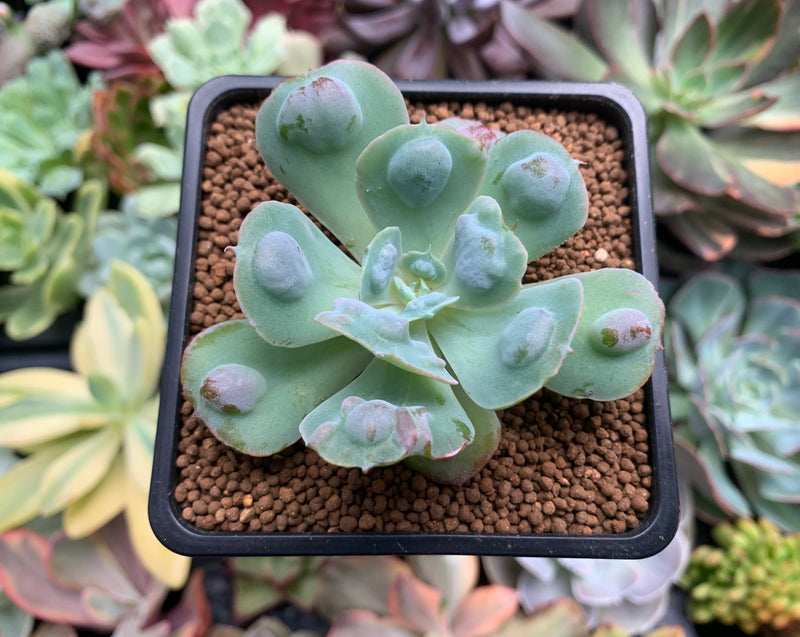 raindrop succulent Echeveria 'Raindrop' 1