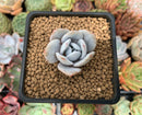 Echeveria 'Laui' 1" Powdery Succulent Plant