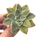 Echeveria 'Harry Watson' Variegated 2” Rare Succulent Plant