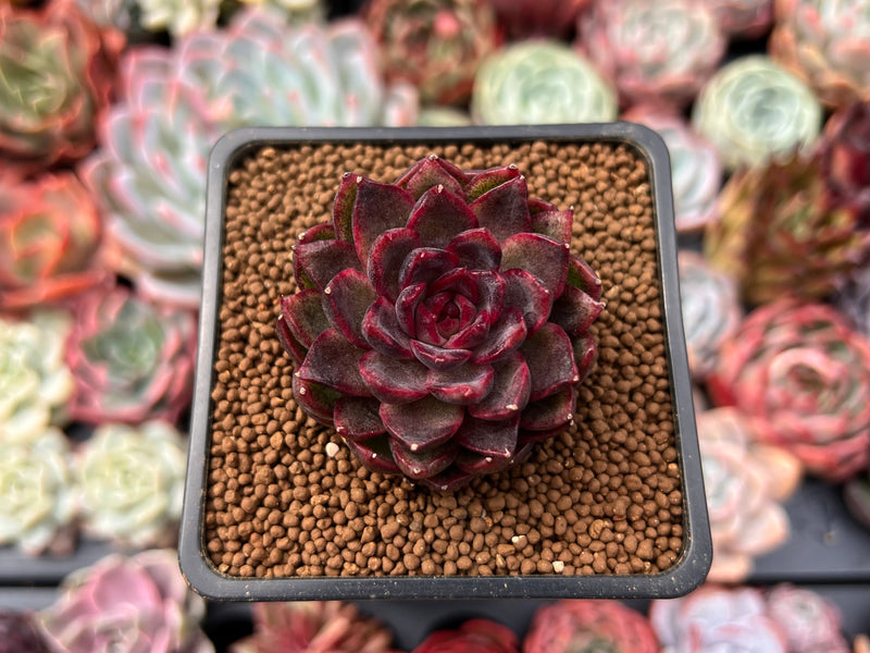 hydro plant pots UNS Hydro Pot Holder — Buce Plant