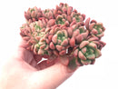 Pachyveria cv. Paradoxa Crested Cluster 6” Rare Succulent Plant