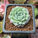 Echeveria 'Hearts Choice' 1" Succulent Plant