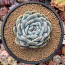 Echeveria 'Orange Monroe' 4" Powdery Succulent Plant