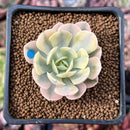 Echeveria Runyonii Variegated (Aka Echeveria 'Akaihosi' Variegated) 2" Succulent Plant