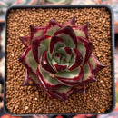 Echeveria Agavoides 'Ebony' Hybrid 2"-3" Succulent Plant